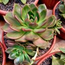 창전농장 이미지