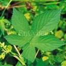 풍월농장 이미지