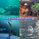 거북마루로 | 경상남도 :) 사천 가볼 만한 곳 수족관 속 수영하는 하마를 볼 수 있는 아라마루 아쿠아리움