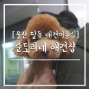 순도리네애견 이미지