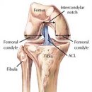 ** 십자인대파열,무릎연골파열, 관절내시경~~~ 이미지