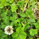 클로버렌트카 이미지