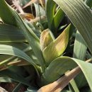 꽃봉우리 이미지