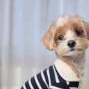 도그인 그레이 이미지