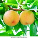 명성농장 | 세종시 조치원 복숭아 명소 - 지역특산물, 농장순례, 체험리뷰