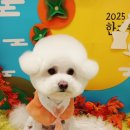 멍멍그루밍 이미지