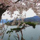옥정호 벚꽃 이미지