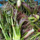 금월농장 이미지