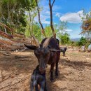 초원염소농장 이미지