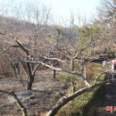 복숭아쉼터 이미지