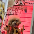 더독 동물병원 이미지