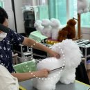 몽실몽실 애견미용 이미지