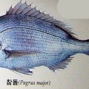 바다생선 - 고양시 일산서구 일청로8번길 6 | 바다생선