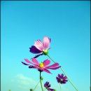 코스모스 이미지