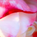 fiore di maggio - gianfranco gramaglia / red is the rose - holy hive 이미지