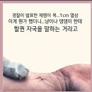 부산까고 헬기 두번탄 상처 ! 이미지