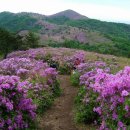 5월 3일 금요무박 - 100대 명산 제암산+일림산+사자산 철쭉 산행 안내 - 신청하기 이미지