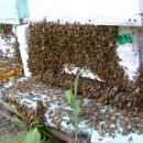 무더위에 꿀벌관리 이미지