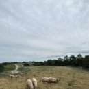 시내목장 이미지