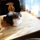 고양이 카페 여기 이미지