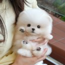 광주강아지분양 고양이분양 미유펫 본점 이미지