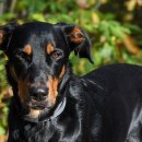 문화애견 이미지