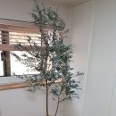 겸사겸사
