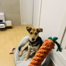임산부 일기 14주 증상, 배가 본격적으로 나오기 시작, 구내염, 두통, 잠못잠, 무서운꿈../ 완전 간단한...