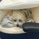 피펫 | 강아지 켄넬형 카시트 추천, 프레피펫 풀커버 카시트 후기