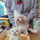 특별하개 이미지