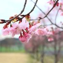 구룡천제방 이미지