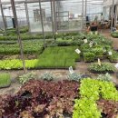 반송로 | 반여동 석대 화훼단지 봄맞이 모종 쇼핑 &amp; 심기 후기