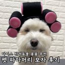 표정있는 머리 - 관악구 신림동 | 다이소 신상 반려동물 용품 추천 헤어롤이 말려있는 펫 파마머리 모자 후기