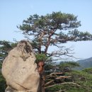 바위와소나무 이미지
