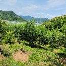 매실 작황 현황~ 장아찌용 매실 수확을 포기 하게 되었습니다. 죄송합니다. 이미지