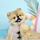 해피펫살롱 이미지