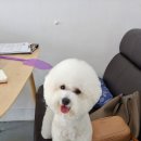 리즈애견미용 이미지