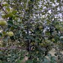 검바우농장 이미지