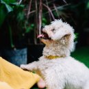 고마워 강아지 이미지