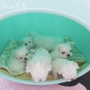 2022084 | 수원 영화동 강아지분양 화이트독 가격 위치