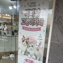 광주고양이가정분양비비냥 | 광주 전대 <비비냥 고양이카페> 다녀온 후기!
