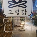 고영닭