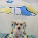 댕스살롱 이미지