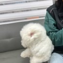 루루독 이미지
