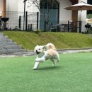 펫도그 애견스쿨 | [양평] 애견동반펜션 메리도그하우스 C동 C-01 / 불멍 바베큐 수영장 사우나 조식 후기