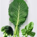 소정가축인공수정소 | 루테인 복용 후기 루테인 영양제 추천 효능 복용법