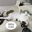 해피동물병원 | 펠리웨이 고양이 진정 츄르 해피스낵 실제 급여 후기 (퇴원 후 급여)