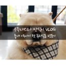 아이펫살롱 | [차우차우 만식이] 차우차우 만식이 연남동 이누아이펫뷰티살롱 목욕후기 브이로그