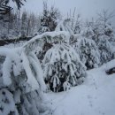 현지네 농원 이미지