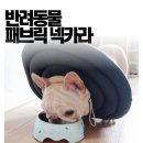 포블럭스 | 포블럭스 반려동물 페블릭 넥카라 사용 후기 내돈 내산.